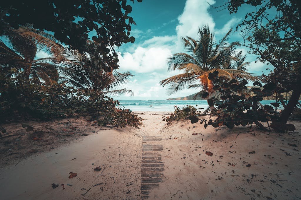 Discover a tranquil sandy pathway leading to a picturesque Puerto Rican beach with lush palm trees.