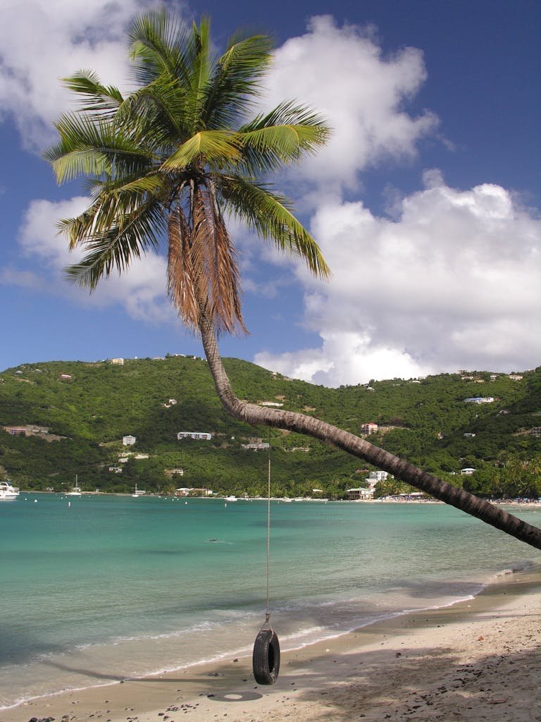 Tranquil beach scene in Tortola with a lone palm tree and a swing overlooking clear waters.