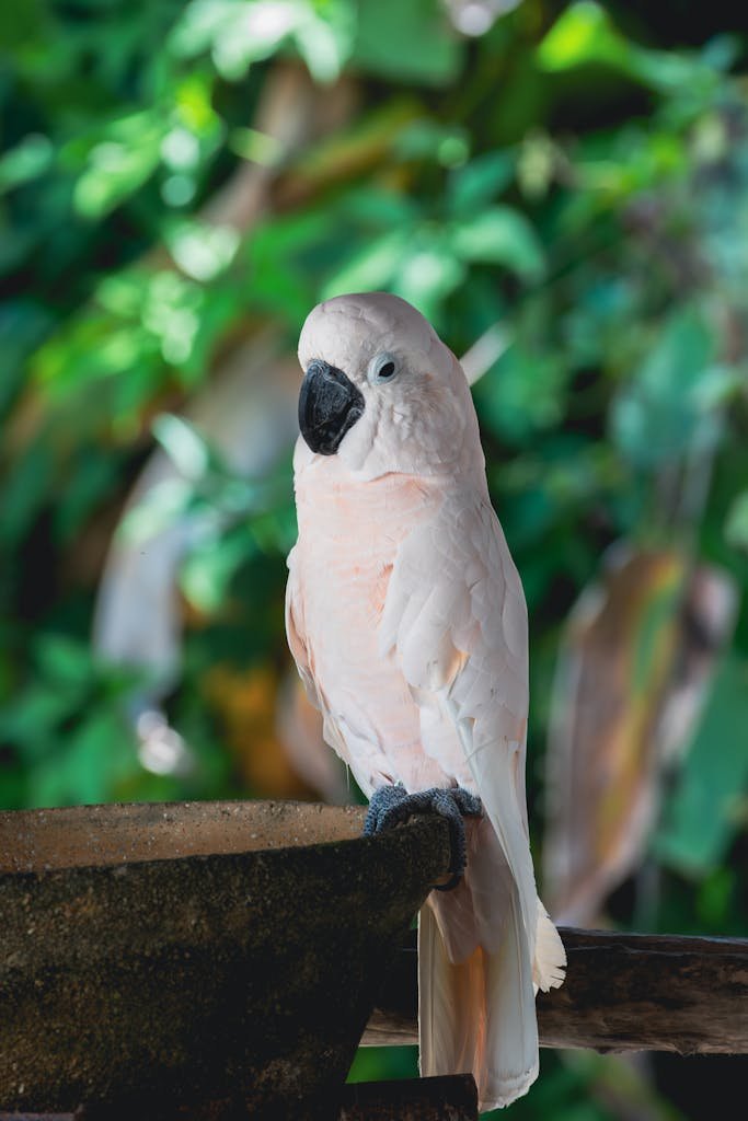 A beautiful white cockatoo perched in a lush tropical setting in Chiang Rai, Thailand.