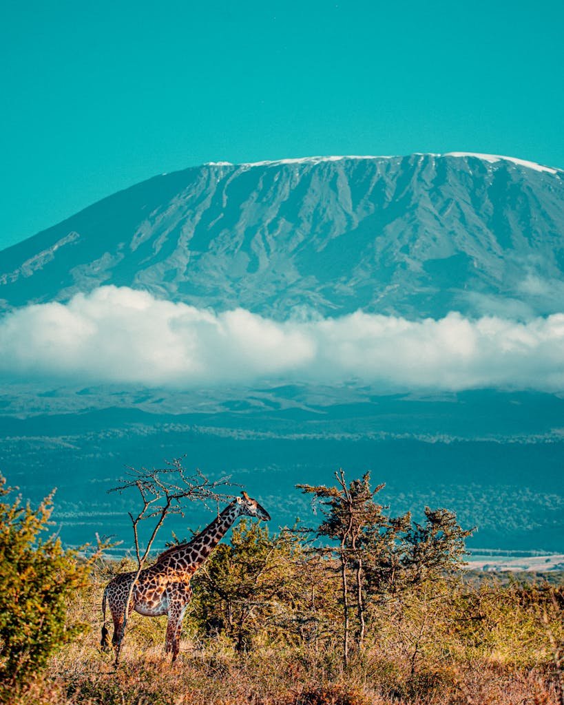 A majestic giraffe in the Serengeti with Mount Kilimanjaro in the background under a clear sky.