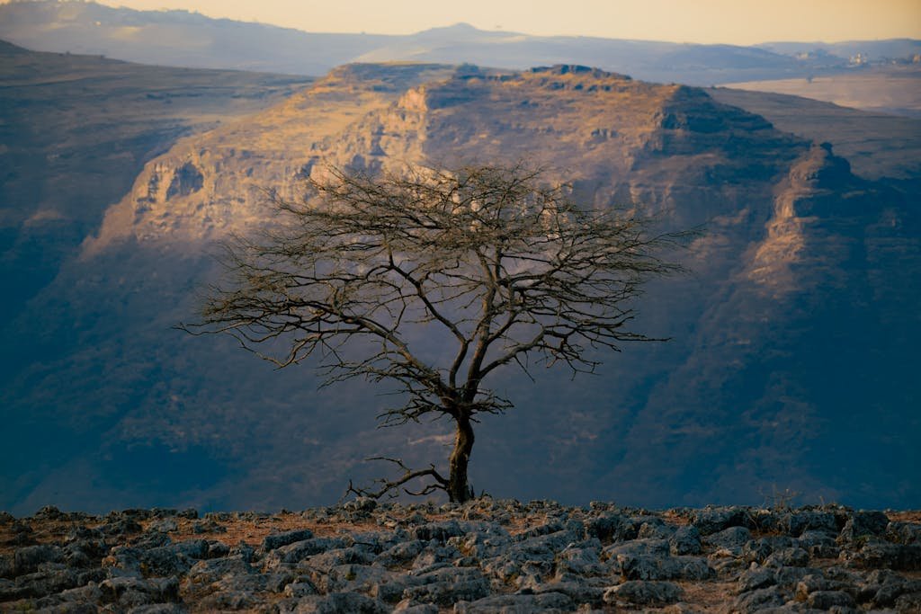 A solitary tree on a rocky cliff overlooks vast, rugged mountains at sunset, showcasing nature's raw beauty.