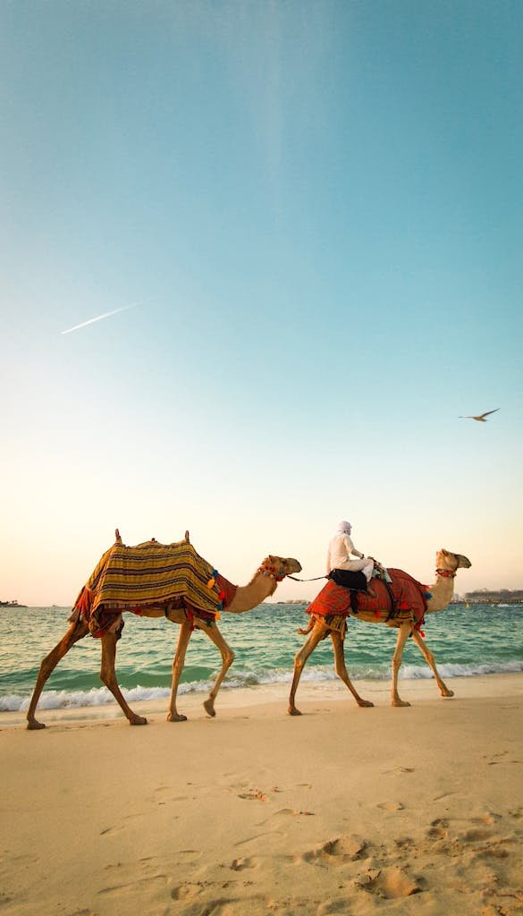 A tranquil scene of camels walking along a beach in Dubai at sunset, capturing the essence of Arabian culture.
