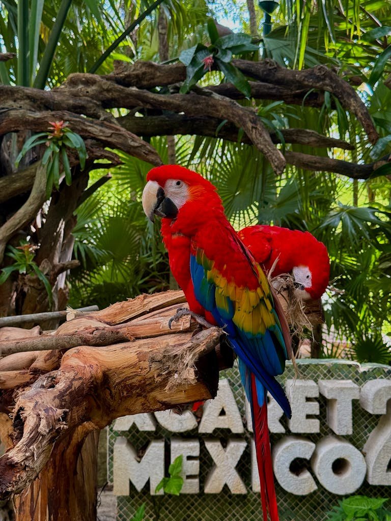 Two colorful scarlet macaws resting in lush Xcaret natural park, Mexico.